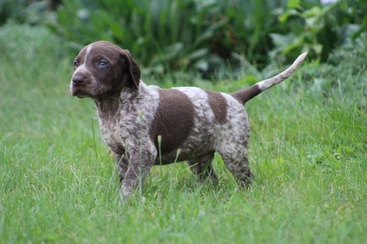 Are Old Danish Pointer Hypoallergenic